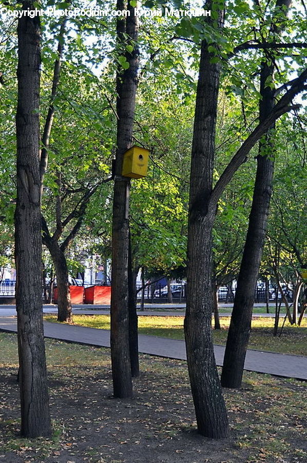 Plant, Tree, Fir, Forest, Grove, Vegetation, Park