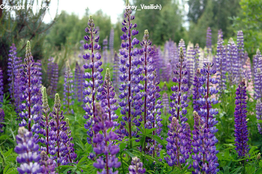 Flower, Lupin, Plant, Blossom, Flora, Violet, Lavender