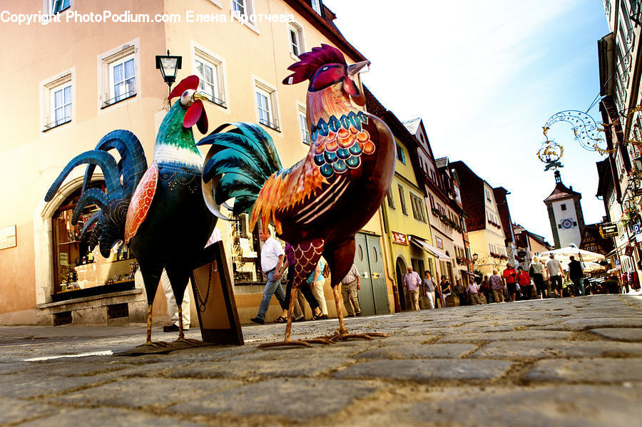 Performer, Person, Bird, Chicken, Cock Bird, Fowl, Rooster