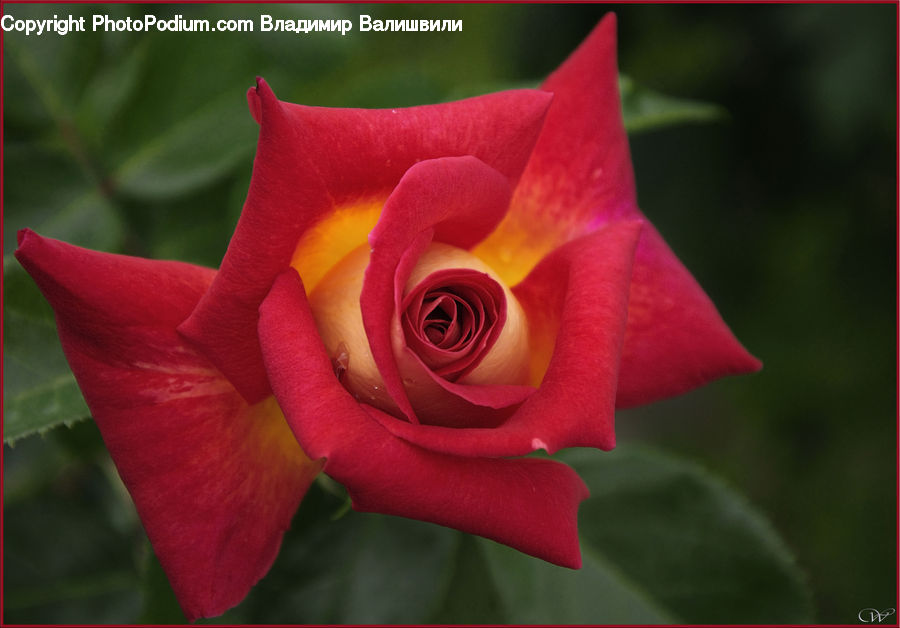 Blossom, Flower, Plant, Rose, Flora, Gladiolus, Petal