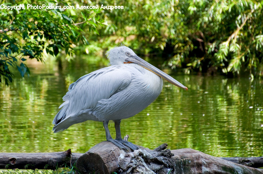 Bird, Crane Bird, Heron, Outdoors, Pond, Water, Pelican
