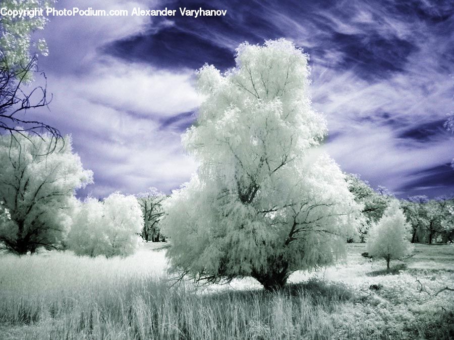 Conifer, Fir, Plant, Tree, Frost, Ice, Outdoors