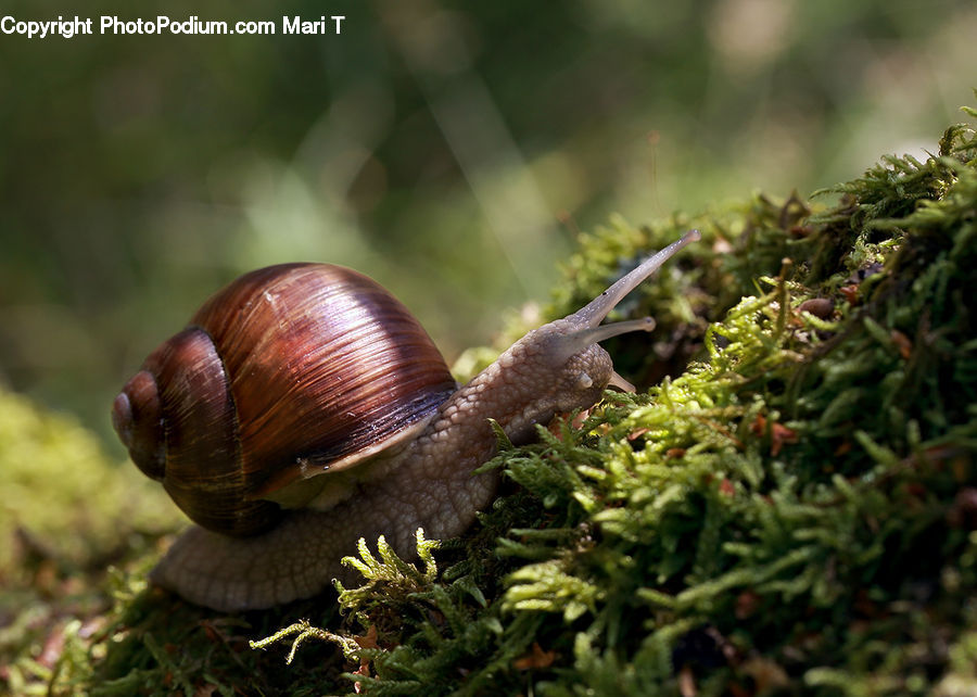 Moss, Plant, Acorn, Seed, Conifer, Fir, Tree