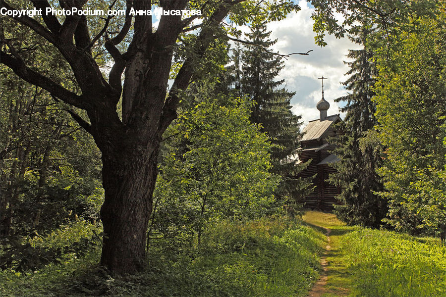 Conifer, Fir, Plant, Tree, Forest, Vegetation, Dirt Road