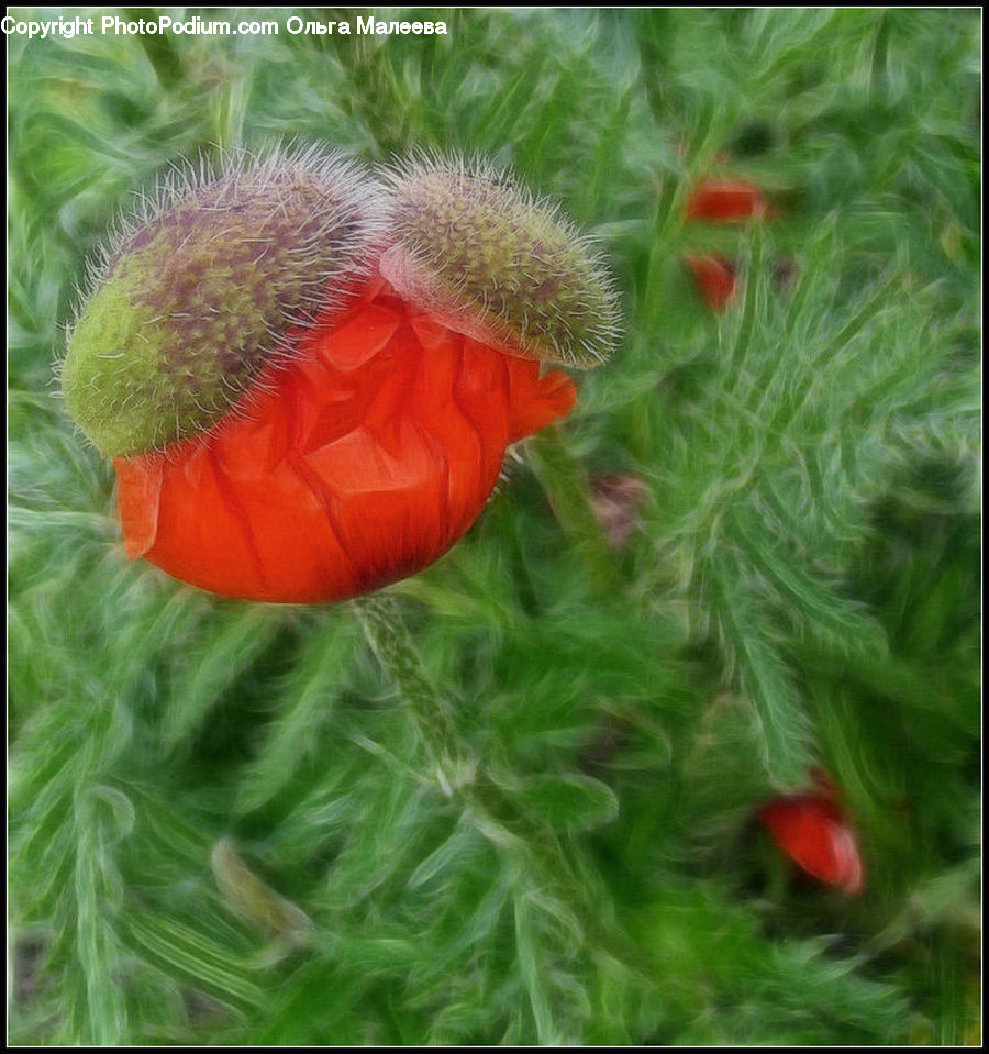 Blossom, Flora, Flower, Plant, Poppy, Cactus, Conifer
