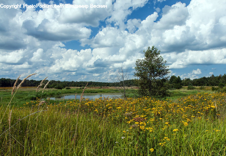 Field, Grass, Grassland, Land, Outdoors, Meadow, Pasture