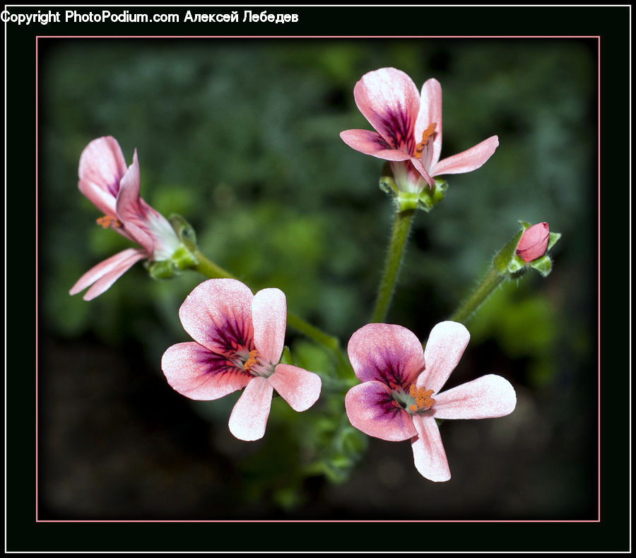 Blossom, Flora, Flower, Geranium, Plant, Gladiolus, Lily