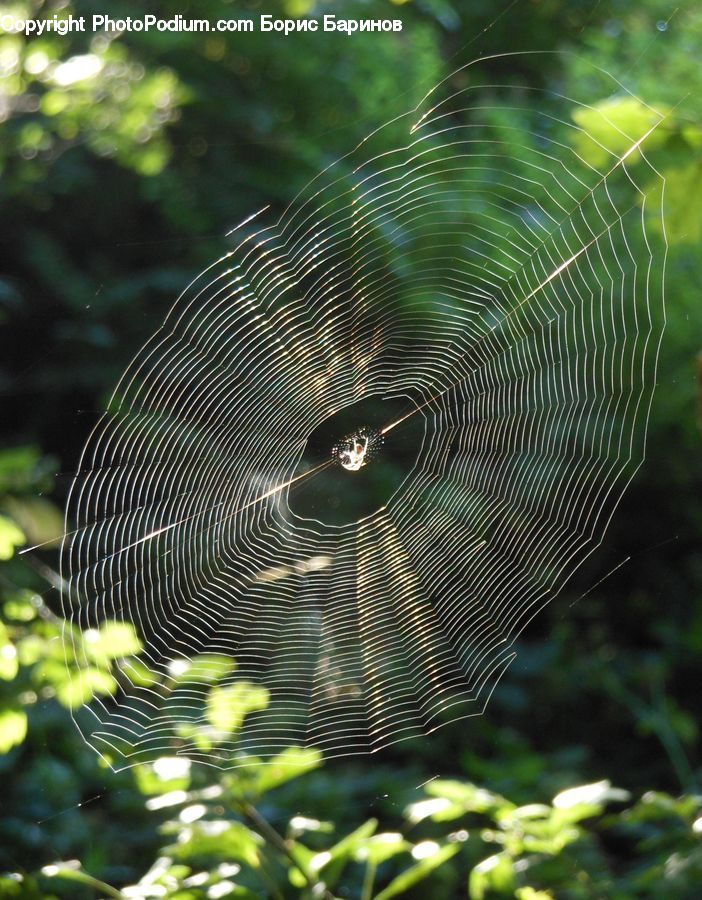 Arachnid, Argiope, Garden Spider, Insect, Spider, Blossom, Flora