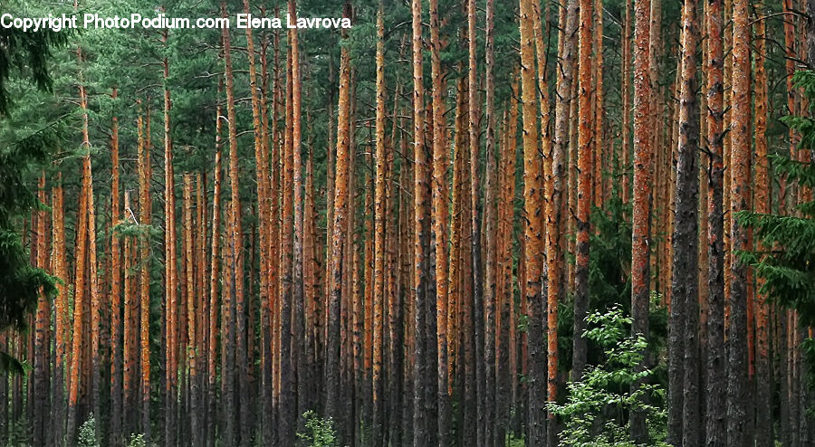 Forest, Vegetation, Grove, Land, Fir, Redwood, Tree