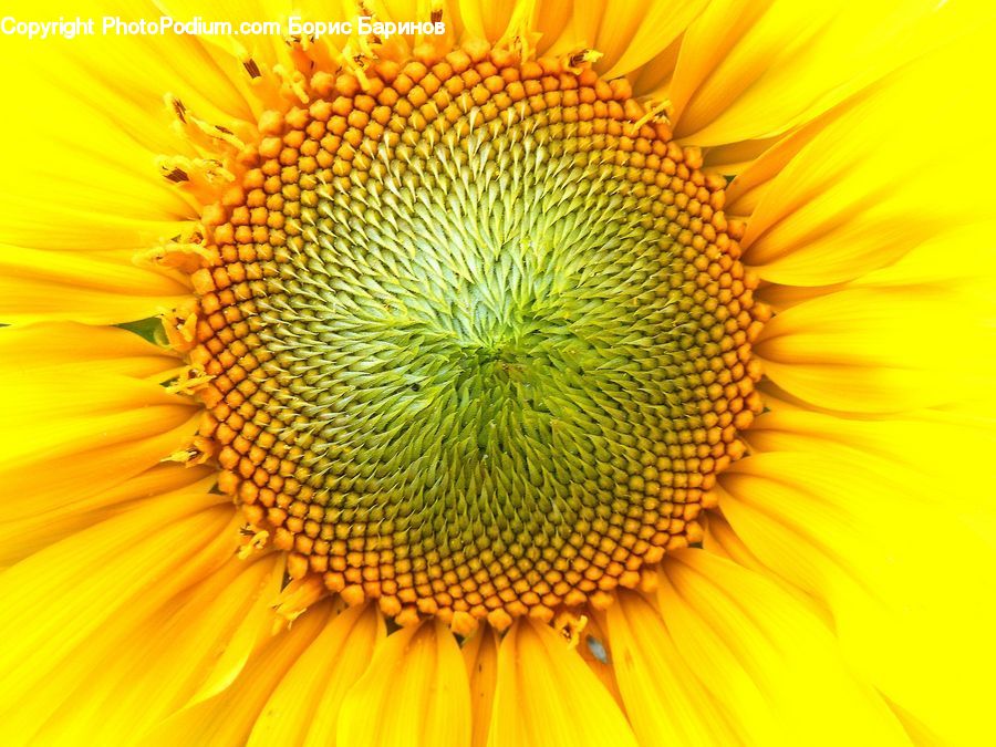 Blossom, Flora, Flower, Plant, Sunflower, Petal, Anther