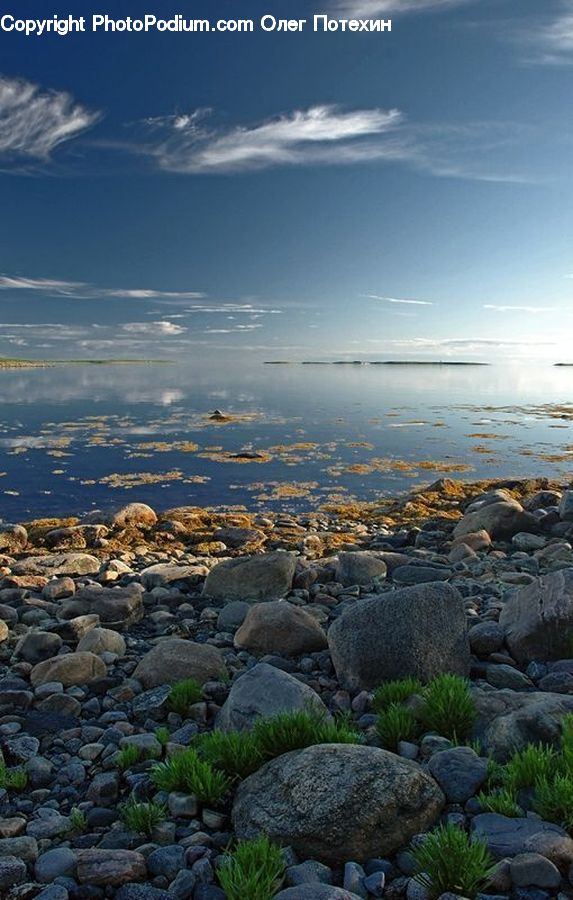 Rock, Coast, Outdoors, Sea, Water, Pebble, Animal