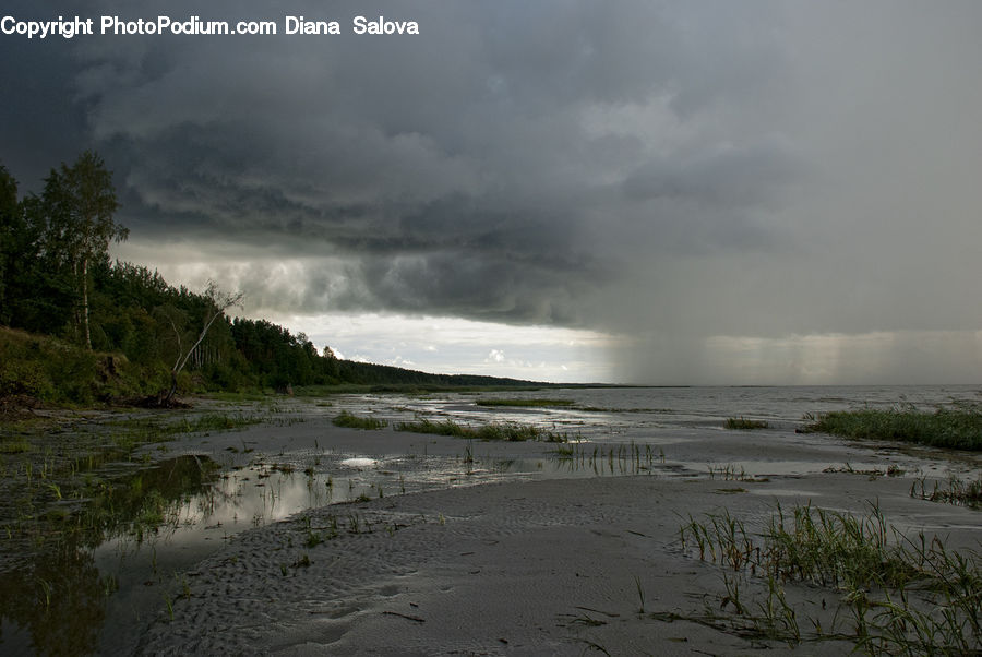 Plant, Potted Plant, Outdoors, Sand, Soil, Land, Marsh
