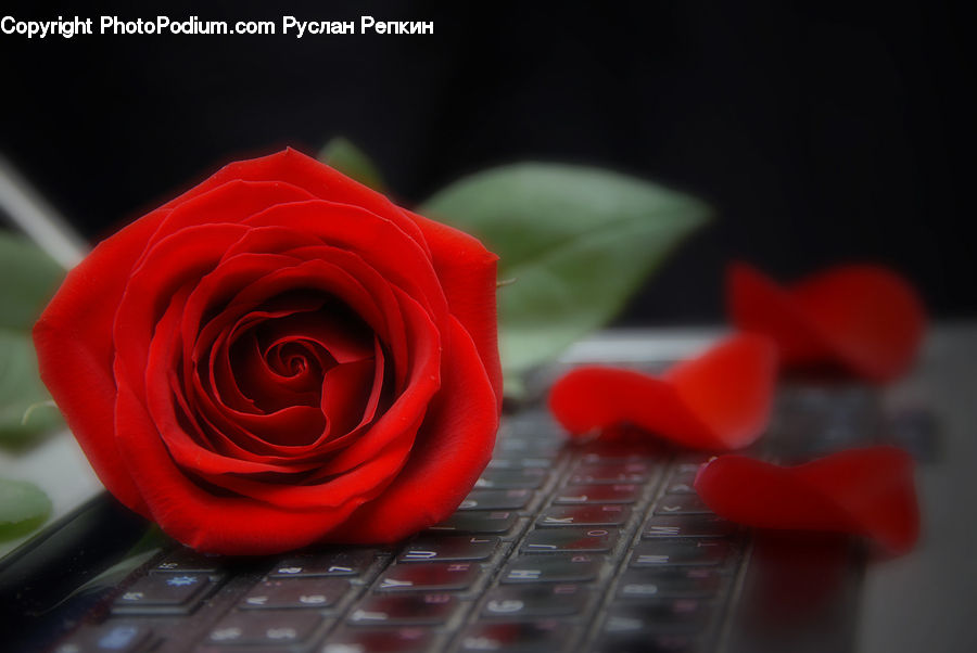 Blossom, Flower, Plant, Rose, Flower Arrangement, Flower Bouquet, Flora