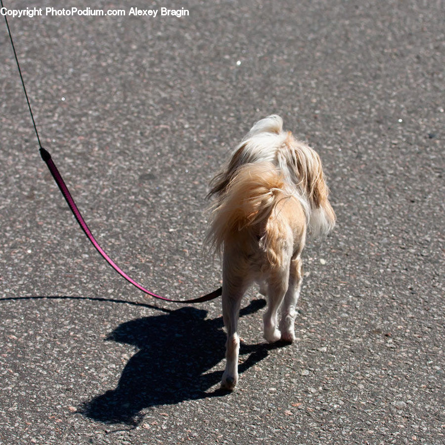 Leash, Strap, Animal, Canine, Collie, Dog, Mammal