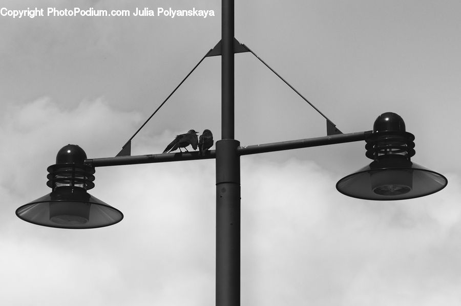Bird, Lighting, LED, Spotlight