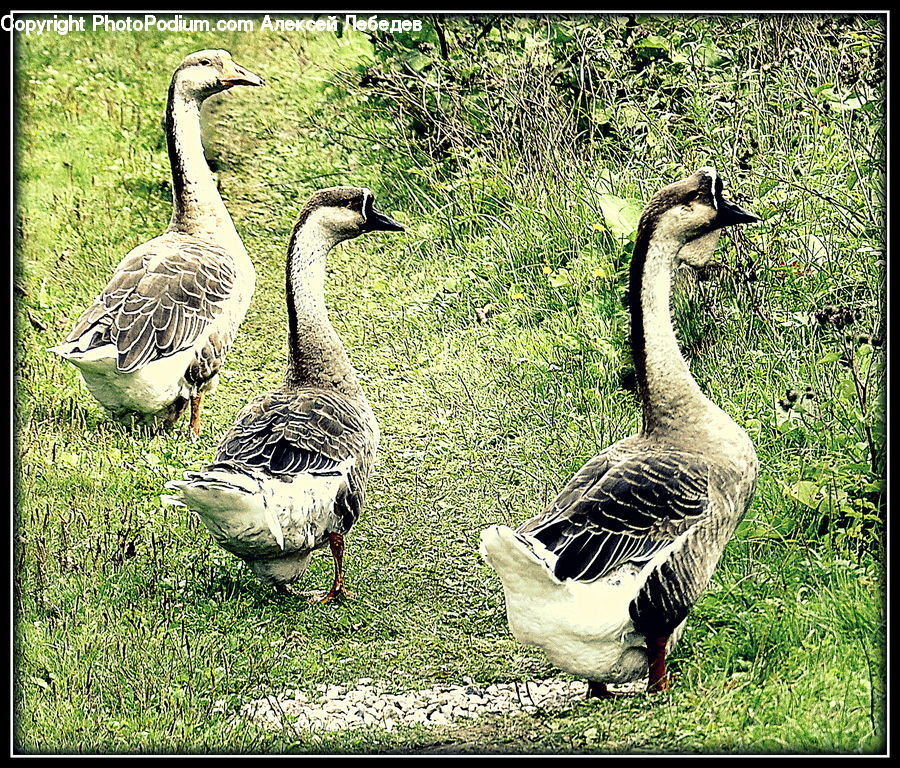 Bird, Goose, Waterfowl, Penguin