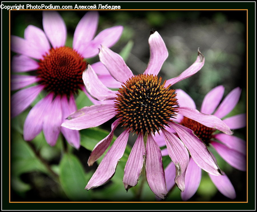 Blossom, Flora, Flower, Plant, Daisies, Daisy, Asteraceae