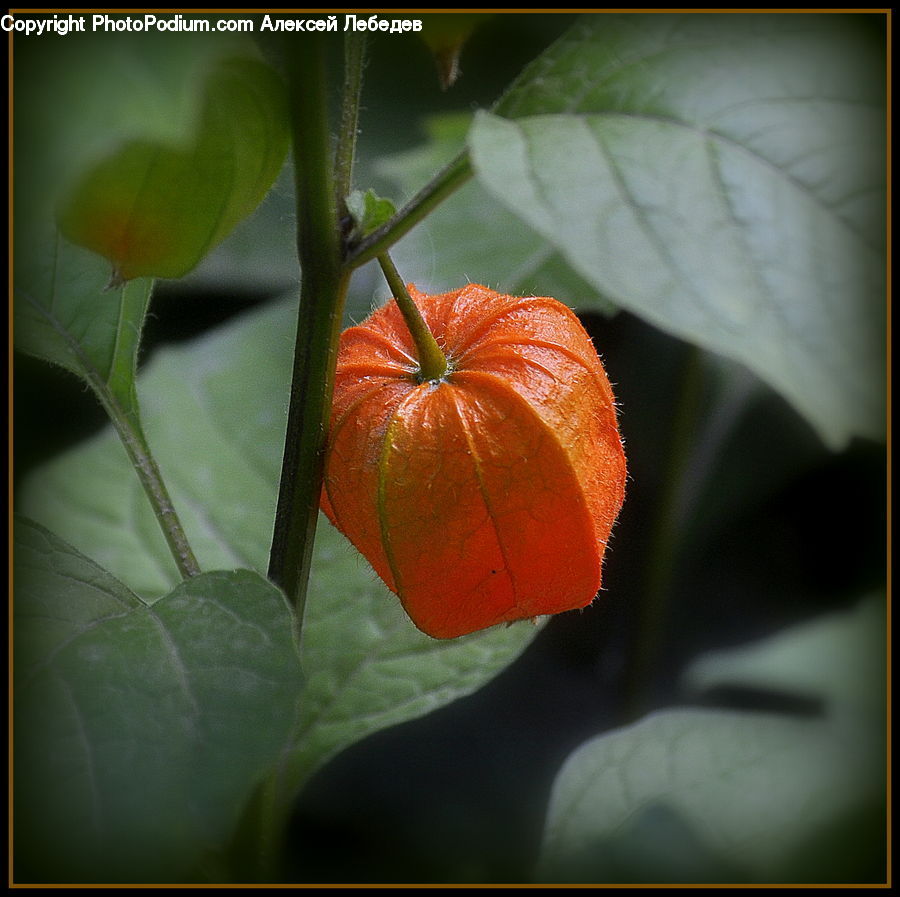 Blossom, Flora, Flower, Geranium, Plant, Bell Pepper, Pepper
