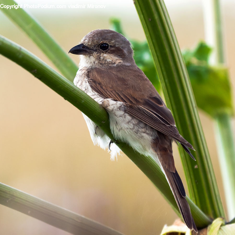 Grass, Plant, Reed, Bird, Bee Eater, Swallow