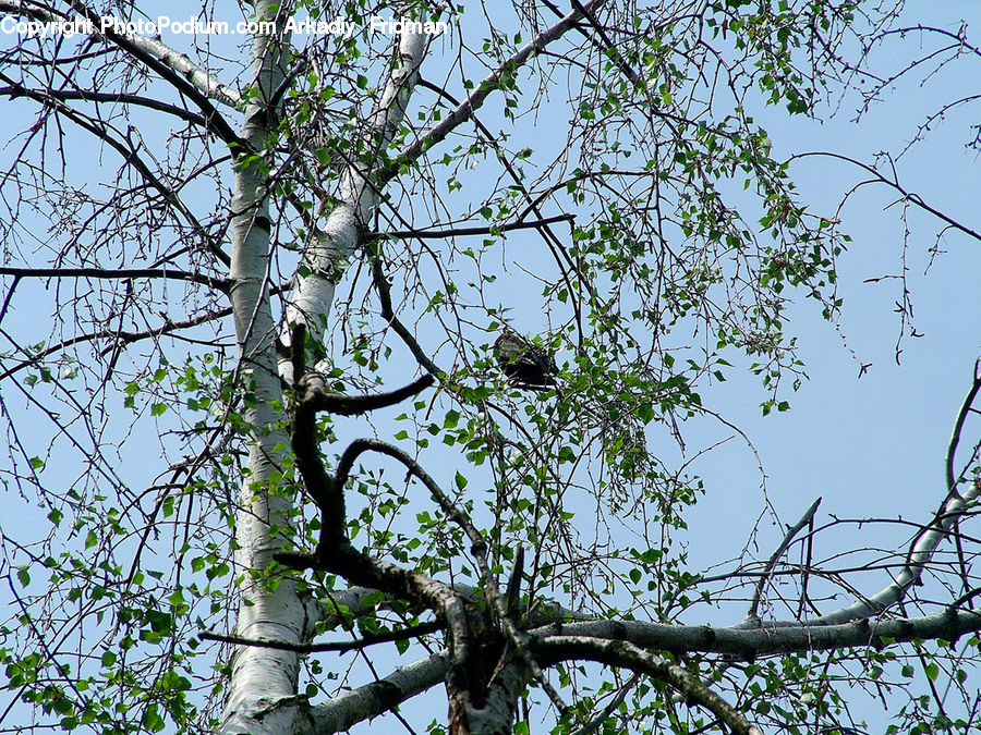 Plant, Tree, Conifer, Fir, Birch, Wood, Blossom
