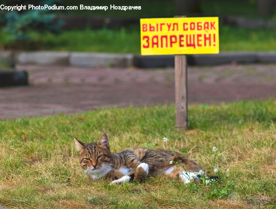 Animal, Cat, Mammal, Pet, Adorable, Tiger, Field