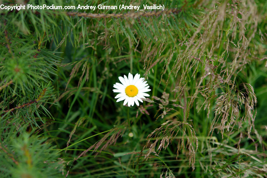 Daisies, Daisy, Flower, Plant, Blossom, Flora, Asteraceae