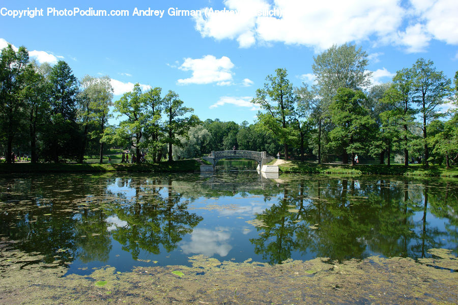 Outdoors, Pond, Water, Land, Marsh, Swamp, Blossom