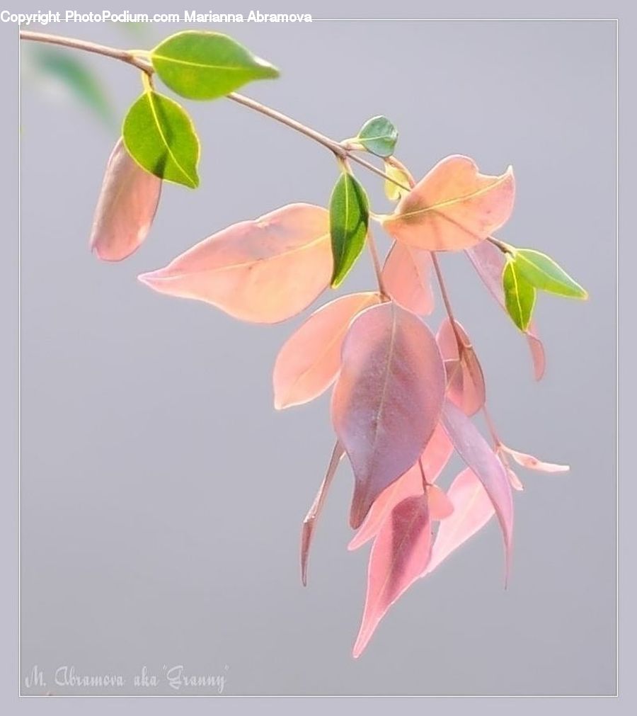 Paper, Art, Origami, Plant, Flora, Flower, Gladiolus