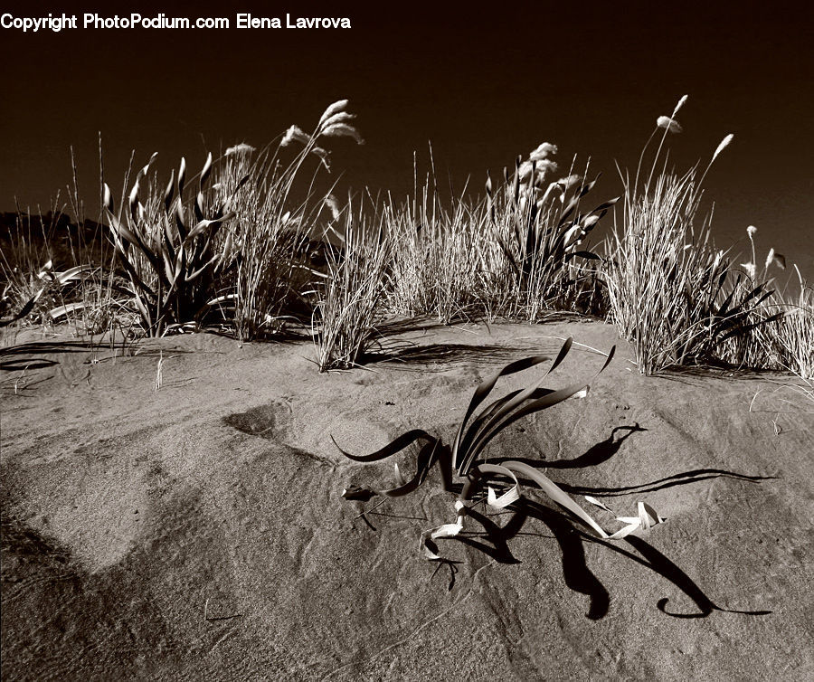 Blossom, Flora, Flower, Plant, Animal, Antelope, Gazelle