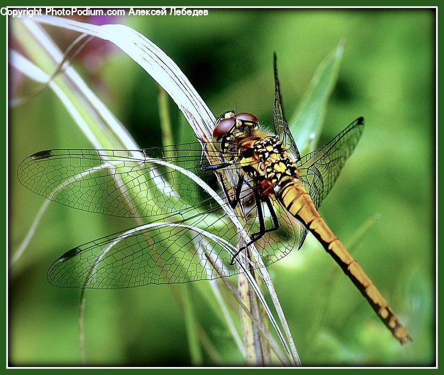 Anisoptera, Dragonfly, Insect, Invertebrate