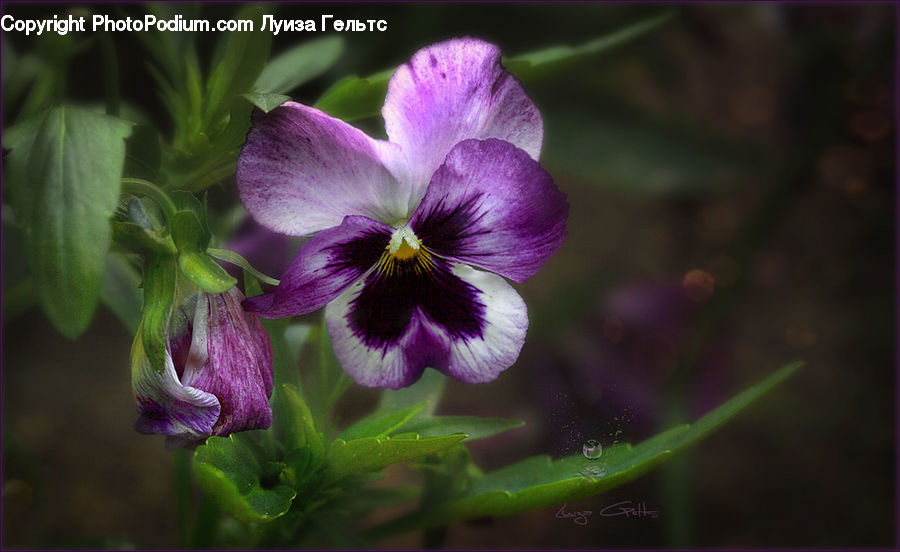 Blossom, Flora, Flower, Geranium, Plant, Violet, Crocus