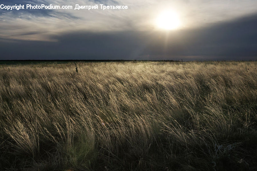 Field, Grass, Grassland, Plant, Land, Outdoors, Grain