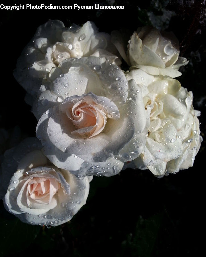 Blossom, Flower, Plant, Rose, Peony, Flower Arrangement, Flower Bouquet