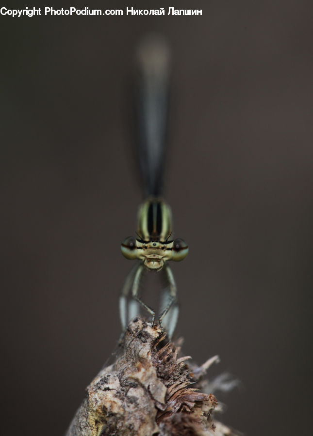 Bee, Hornet, Insect, Invertebrate, Wasp, Emblem, Logo