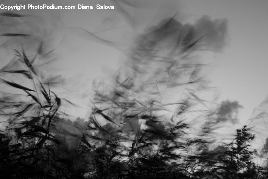 Grass, Plant, Reed, Conifer, Fir, Pine, Spruce