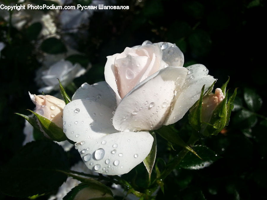 Blossom, Flower, Plant, Rose, Flora, Petal, Leaf