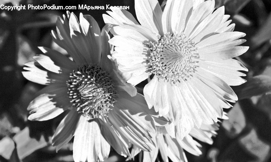 Blossom, Flora, Flower, Petal, Plant, Paper, Daisies