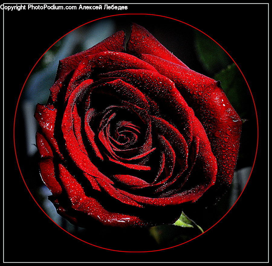 Blossom, Flower, Plant, Rose, Flower Arrangement, Flower Bouquet, Accessories