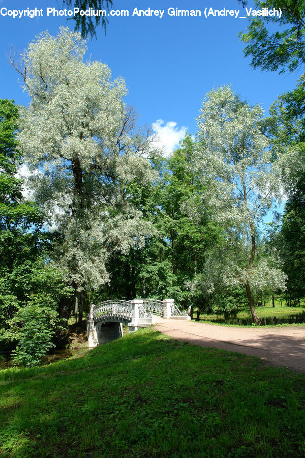 Yard, Plant, Tree, Conifer, Fir, Forest, Vegetation