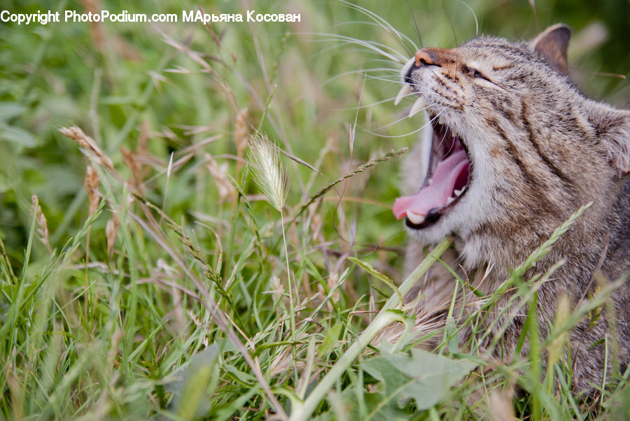 Mouth, Tongue, Field, Grass, Grassland, Plant, Vegetation