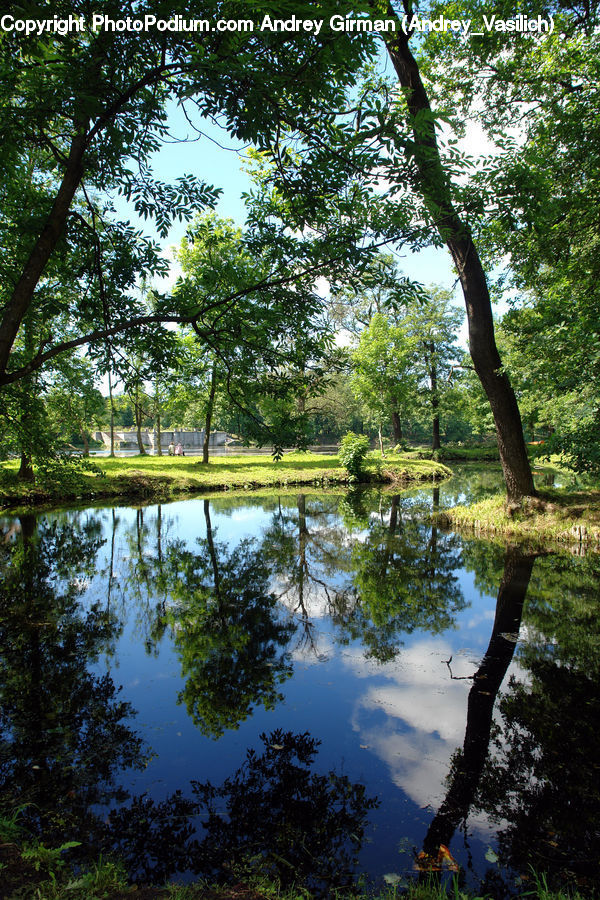 Outdoors, Pond, Water, Forest, Vegetation, Blossom, Flora