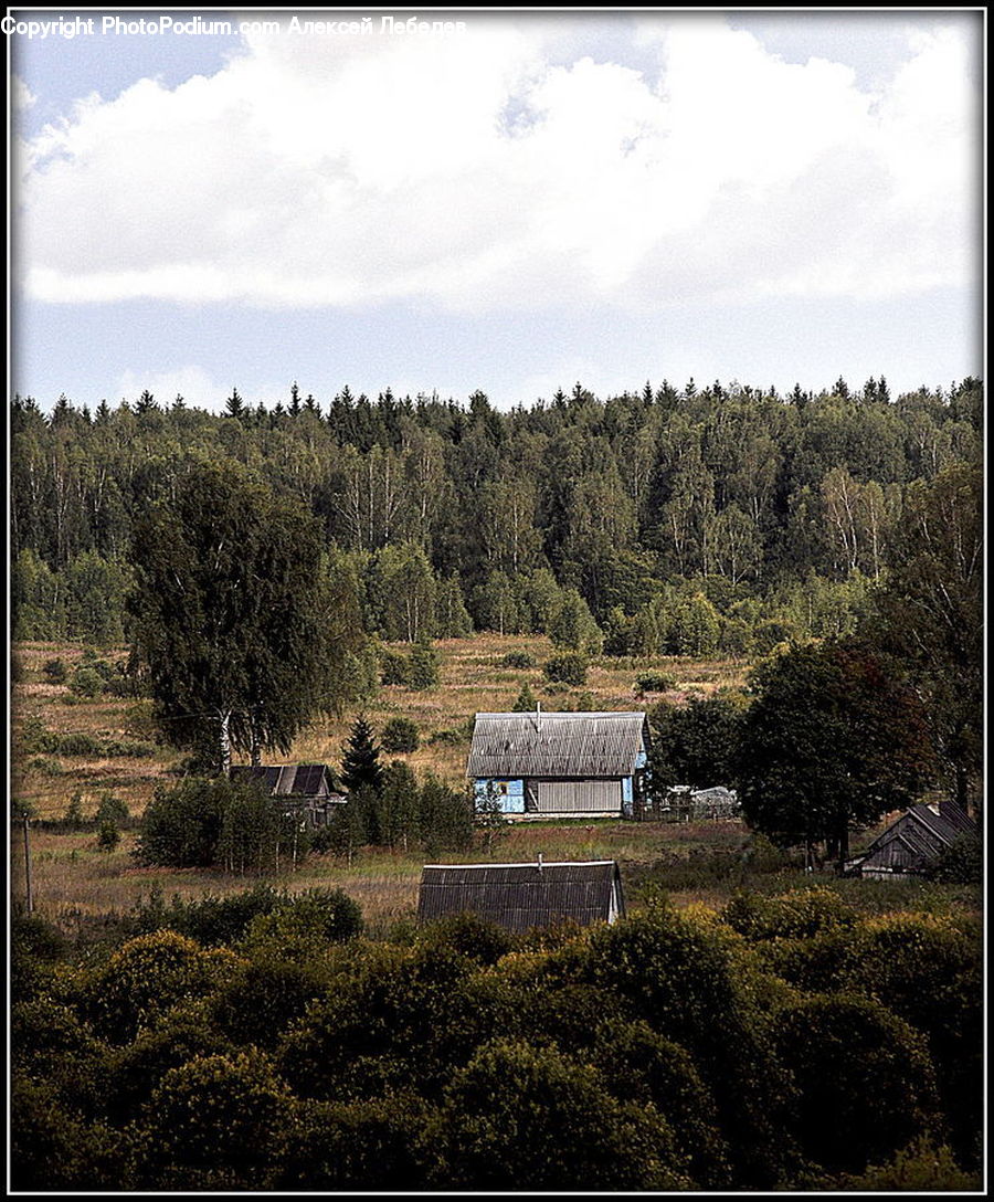 Conifer, Fir, Plant, Tree, Bench, Bush, Vegetation