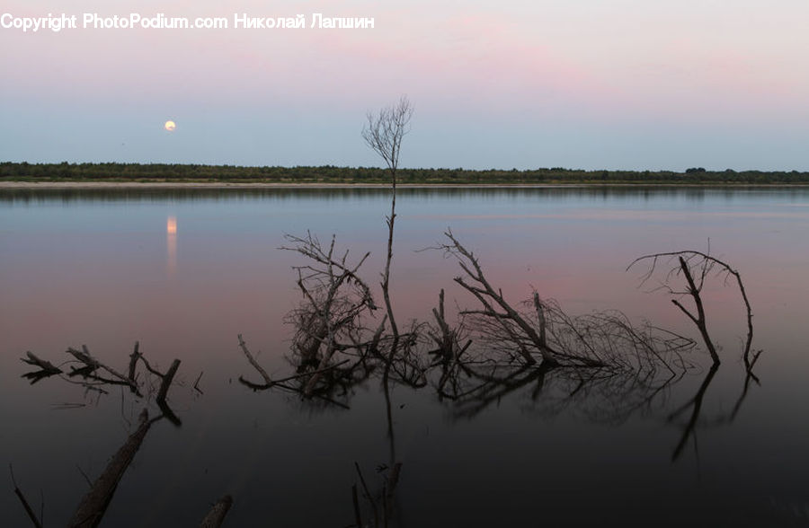 Silhouette, Land, Marsh, Pond, Swamp, Water, Grass