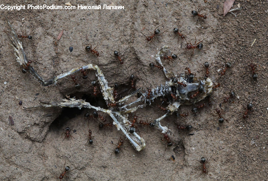 Ant, Insect, Invertebrate, Soil