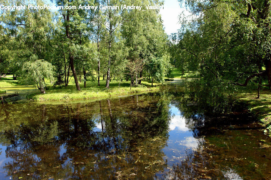 Outdoors, Pond, Water, Forest, Grove, Land, Vegetation