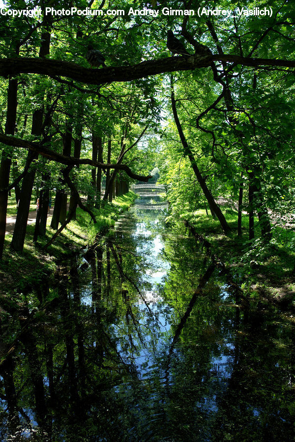 Forest, Grove, Land, Oak, Tree, Wood, Vegetation