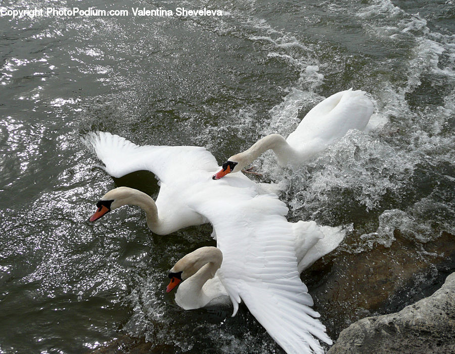 Bird, Swan, Waterfowl, Booby, Outdoors, Sea, Sea Waves