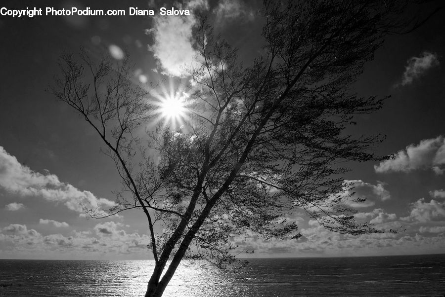 Plant, Tree, Silhouette, Water, Outdoors, Sea