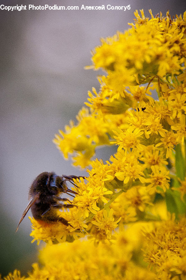 Andrena, Apidae, Bee, Bumblebee, Honey Bee, Insect, Invertebrate
