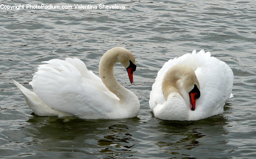 Bird, Swan, Waterfowl, Goose